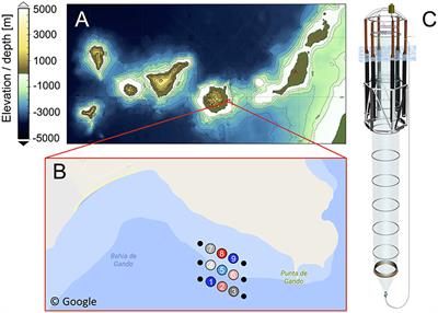 Influence of Ocean Acidification and Deep Water Upwelling on Oligotrophic Plankton Communities in the Subtropical North Atlantic: Insights from an In situ Mesocosm Study